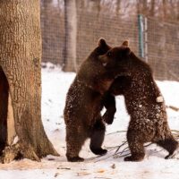Zoo Tickets & Passes