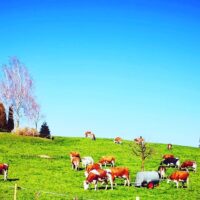 Shore Excursions