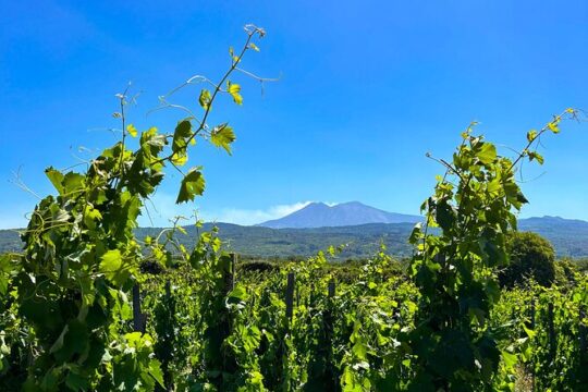 Private Etna Tour and 200 Years Old Winery Visit with Lunch