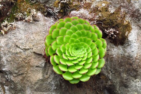 Madeira Endemic Flora and Famous Wild Flowers