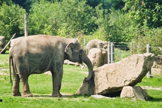 Prague Zoo Admission Ticket with Transfer and Audio Guide