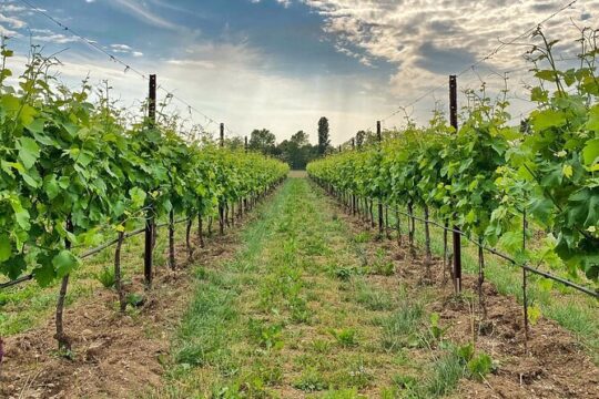 Wine Tasting and Tour in Prosecco Hills
