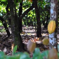 Chocolate Tours