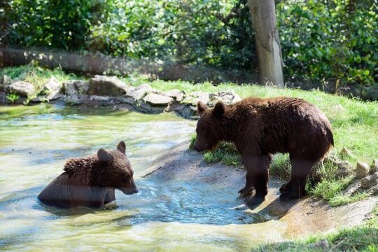 Libearty Brown Bears Sanctuary & Fun with ATV or Buggy Quad Tour