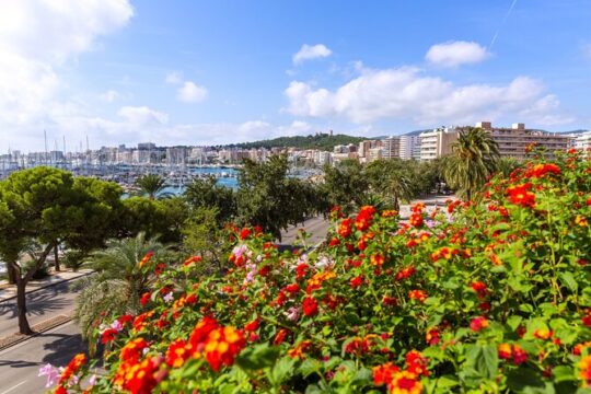 Explore Palma in 60 minutes with a Local