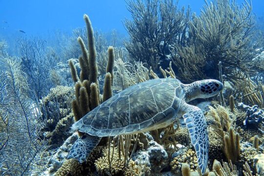 Snorkel Adventure at Bonaire Marine Park