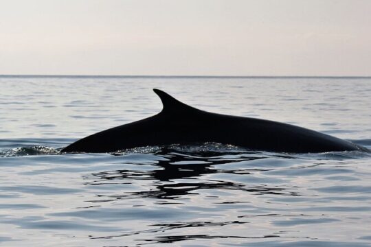 From Cala Gonone Naturalistic Excursion on a RIB