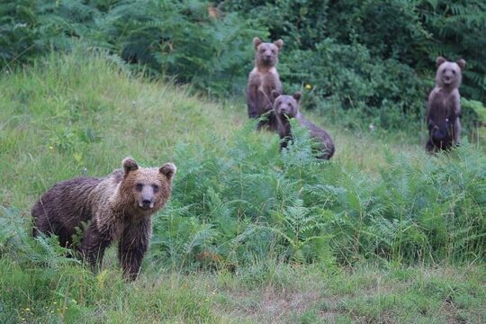 Observing and Discovering Bears in Their Natural Habitat