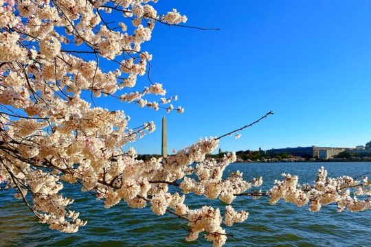 Washington D.C. Cherry Blossom 1-Day Tour from New York