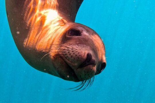 Sea-fari Full Day Adventure Snorkel Freedive