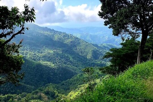 Private Guided Hiking Tour to the Blue Mountains