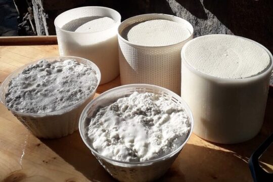 Burgos: Sardinian Pecorino Cheese Workshop