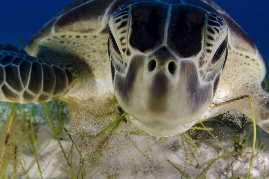 Tulum, Turtle and Cenote Snorkeling Adventure in the Riviera Maya