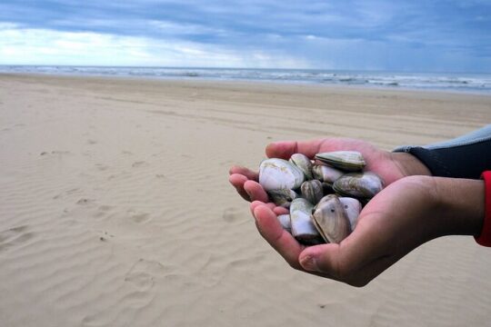 Pipi Catching and Cooking Experience in Goolwa