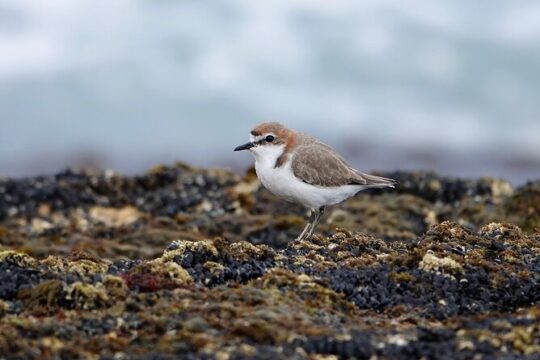 Birds of Yarnbala
