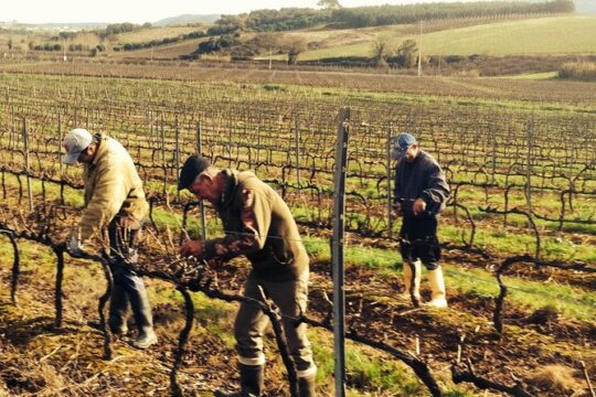 Óbidos & Local Winery - Private Tour from Lisbon