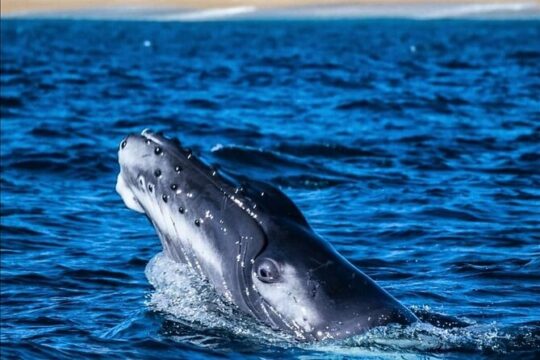 Whale Watching Adventure San José del Cabo