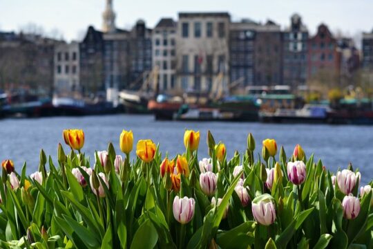 Keukenhof & Zaanse Schans (Best of Holland with windmill) Guided Tour with local