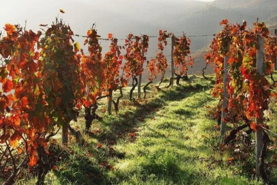 Full Day Private Tour Valle del Duero from Porto