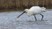 Spring Migration walk