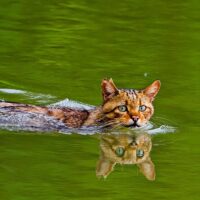 Multi-day Cruises