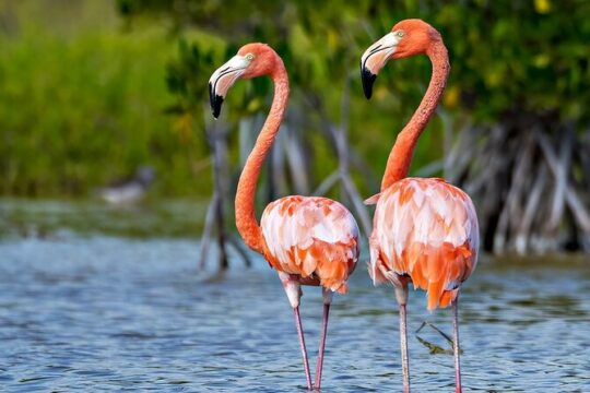 3-Day Bird Watching Tour in the Sierra de Bahoruco