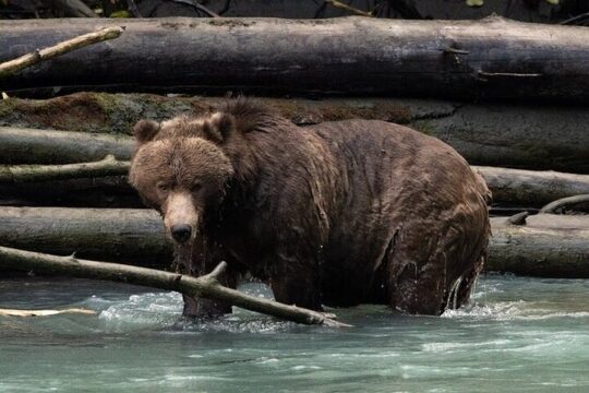 Toba Bears and Wilderness Grizzly Bear Viewing in Campbell River