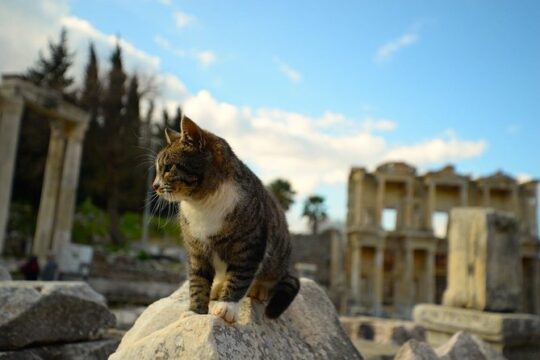 Private - Main Ephesus Tour - SKIP THE LINE TICKETS