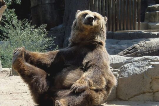 Bears Sanctuary, Dracula Castle and Brasov City - Full Day Trip from Bucharest