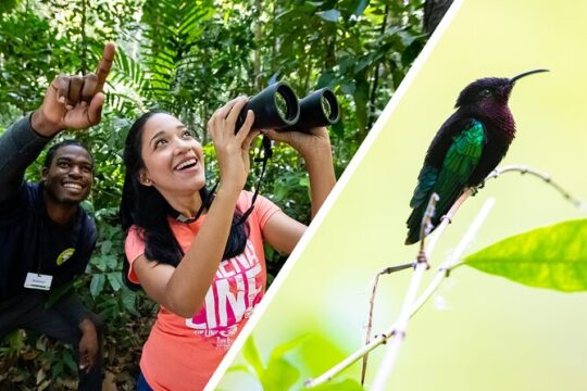St Lucia Birdwatching Tour at Rainforest Adventures