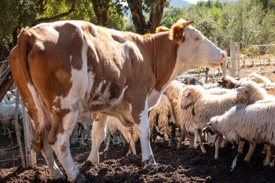 Arzana Sunset Organic Farm Experience Tasting Fresh Products