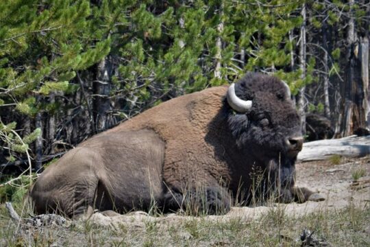Yellowstone National Park Upper and Lower Loop 2 Day Tour