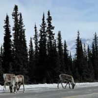 Self-guided Tours & Rentals