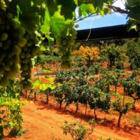 Private & Custom Tours