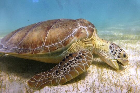 Turtles and Cenote Snorkeling in Riviera maya