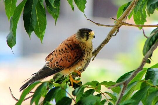 Birdwatching The Raptors in Madeira