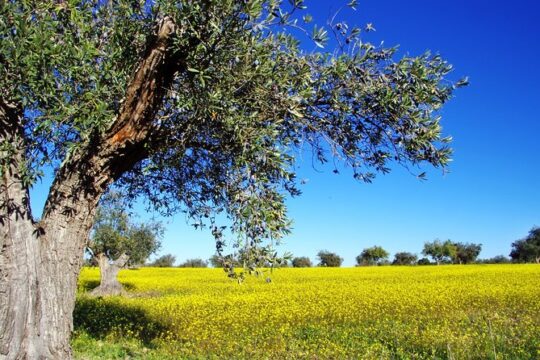 Unique Greek Experience in 1week! 7Days Private Land Tour From Athens