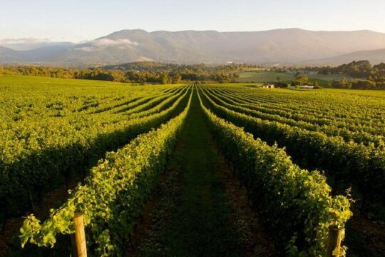 Half-Day Swan Valley Walk & Fruit Orchard