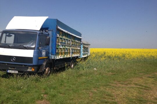 Bees Adventure in Romania - Private Day Trip from Bucharest