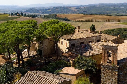 Discover Montalcino through its best productions: Brunello & Saffron!!