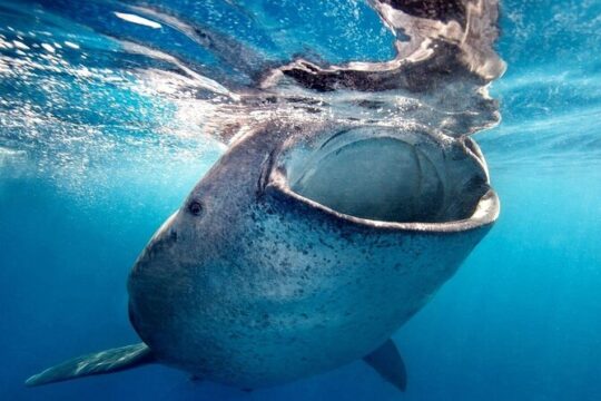 Sea of Cortez Combo: Whale Sharks, Sea Lions & Balandra Beach