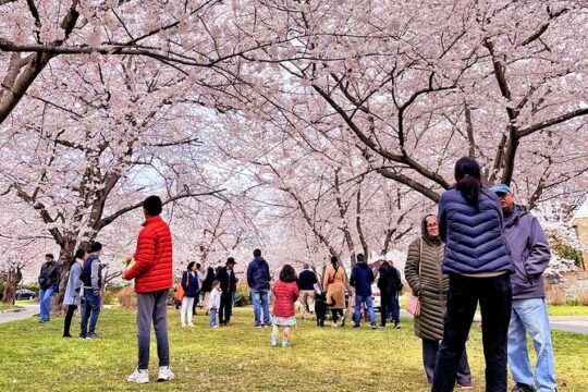 Washington D.C. Cherry Blossom Day Tour from DC&VA