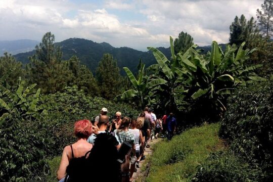 Blue Mountains, Port Royal and Kingston 2-Day Tour from Runaway Bay