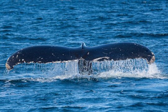 Wildlife and Scenery in Ketchikan
