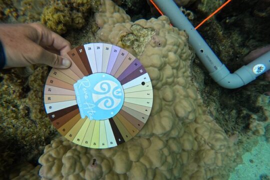 Reef Exploration with Reva Atea participatory science