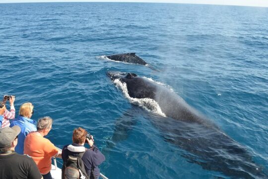 Samaná Whale Watching + Cayo Levantado (Bacardi Island).