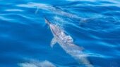 An Amazing Snorkeling Tour