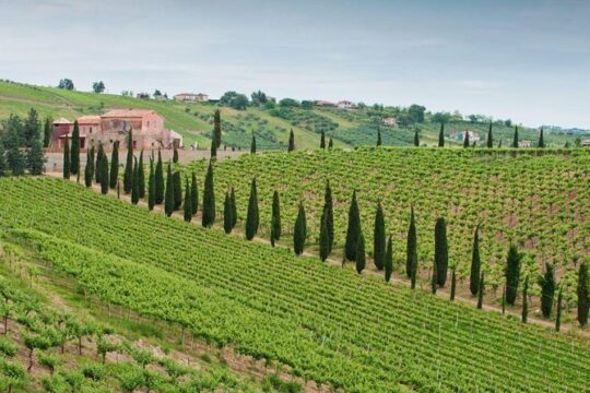 Among ancient sunny vineyards, visit and taste the wines from the San Lorenzo cellar