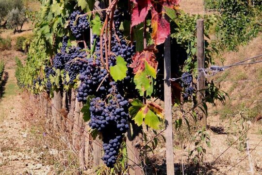 Tuscan Wines Tour - Montalcino and Montepulciano (or Pienza)