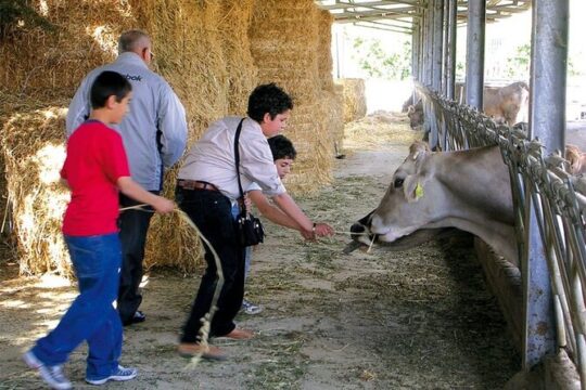 Guided tour from Palermo: Sicilian traditions with farm